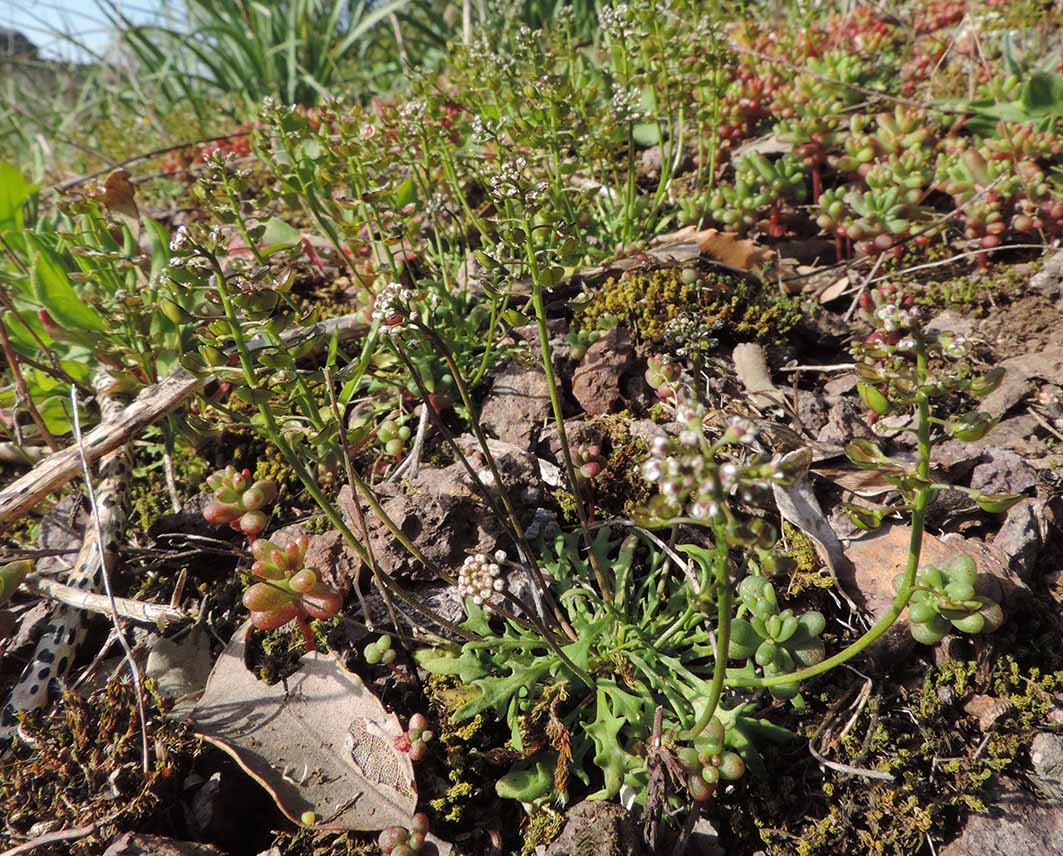 Teesdalia coronopifolia / Teesdalia con foglie di coronopo